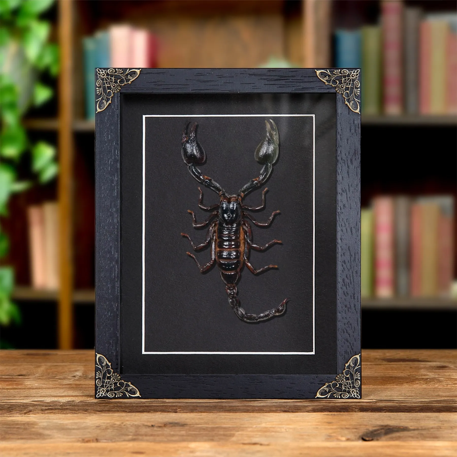 Giant Forest Scorpion In Baroque Style Frame (Heterometrus) Minibeast Giant Forest Scorpion In Baroque Style Frame (Heterometrus)