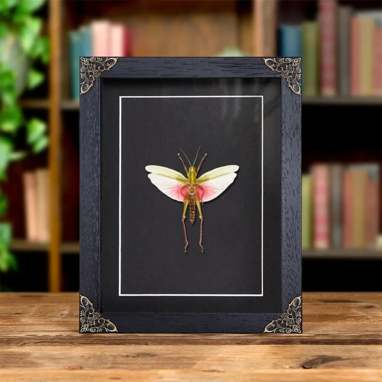 Chondracris rosea In Baroque Style Frame from Thailand