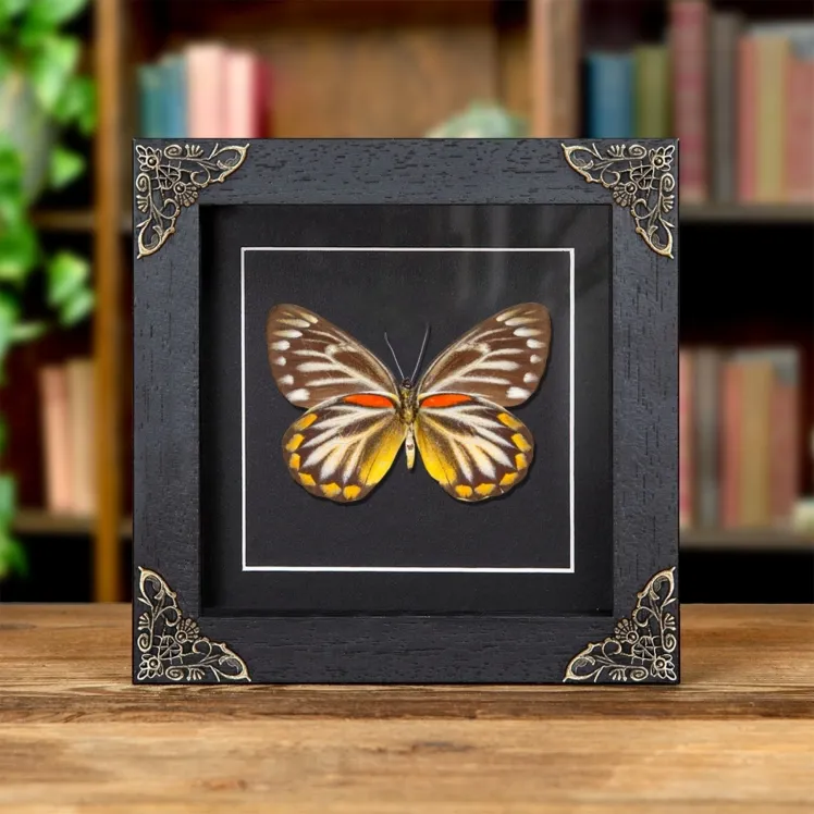 Female Delias Butterfly  In Baroque Style Frame from Flores, indonesia (Delias oraia lydia)