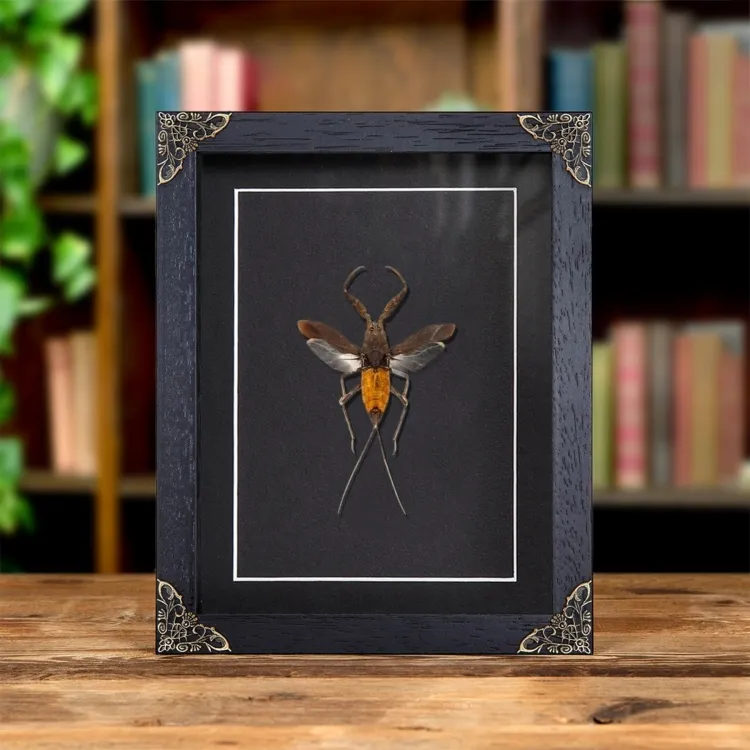 The Water Scorpion In Baroque Style Frame (Nepa cinerea)