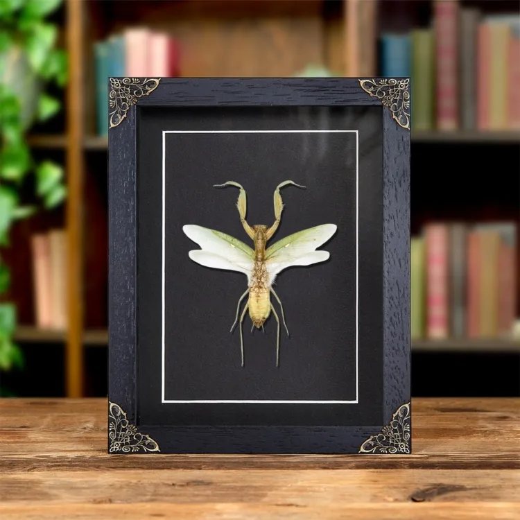 The Indochina Mantis In Baroque Style Frame (Hierodula patellifera)