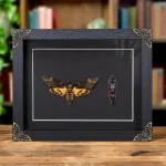 Minibeast Pupae & Death's Head Hawk Moth In Baroque Style Frame (Acherontia atropos)