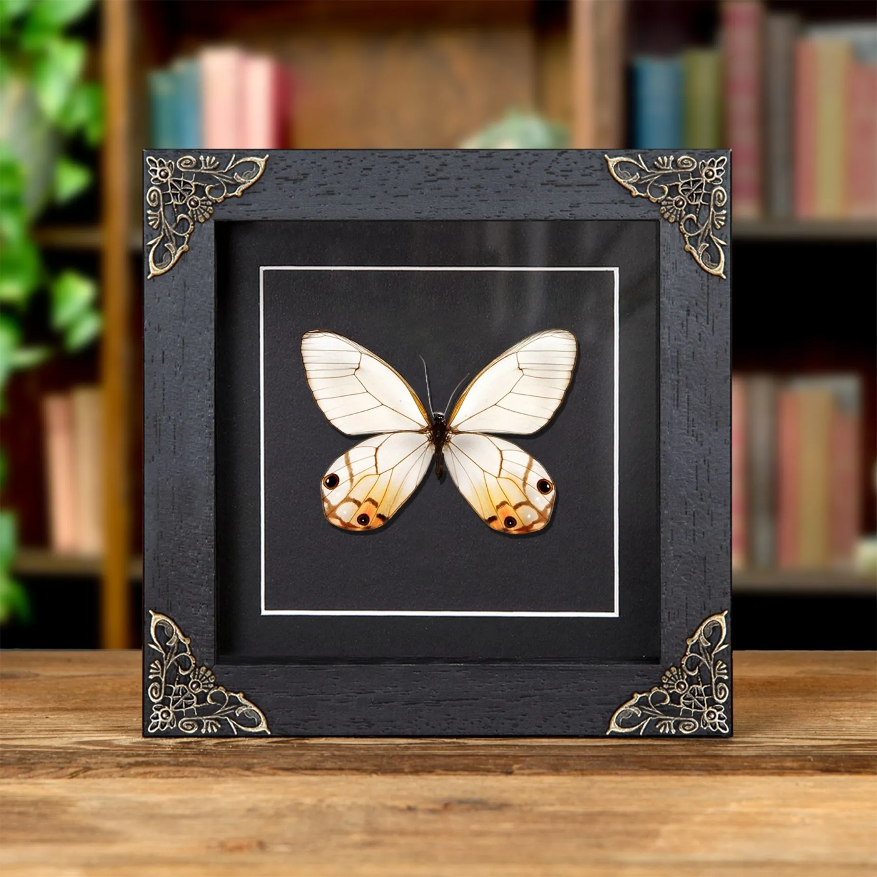 Minibeast Le Papillon Fantôme Ambre dans un Cadre Baroque (Haetera piera)