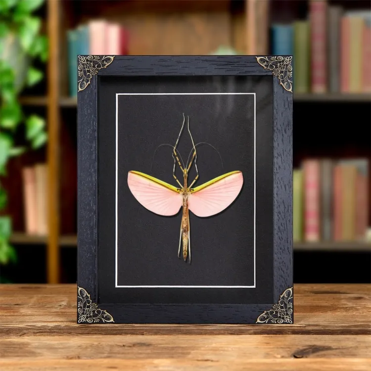 Pink Winged Stick Insect In Baroque Style Frame (Necroscia annulipes)