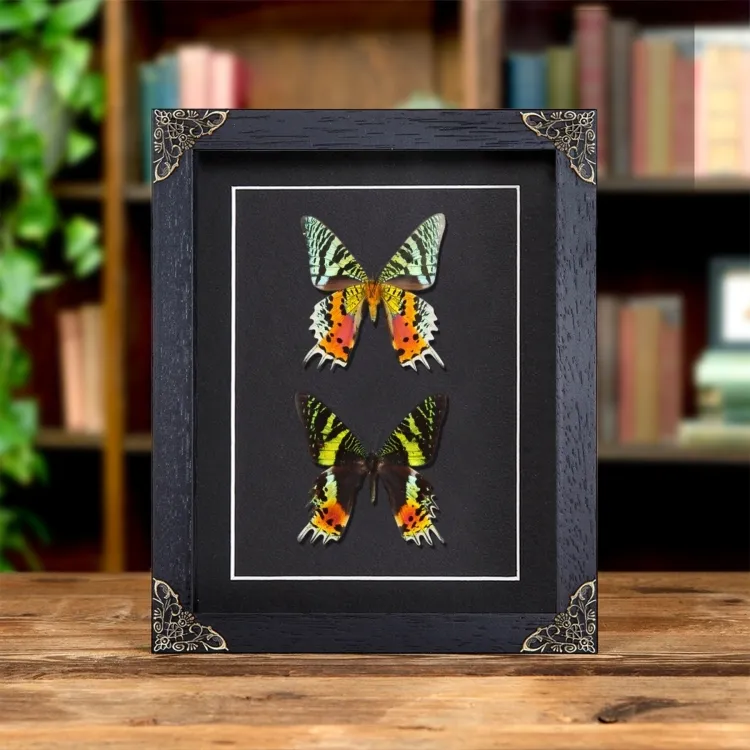 Double Madagascan Sunset Moth (Chrysiridia rhipheus)