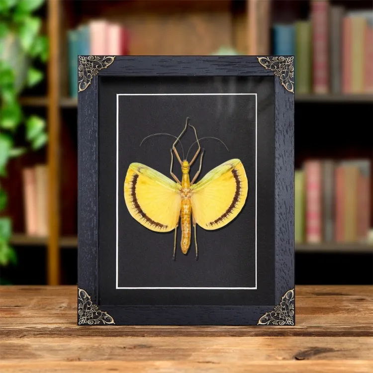 Winged Walking Stick Insect In Baroque Style Frame (Tagesoidea nigrofasciata)