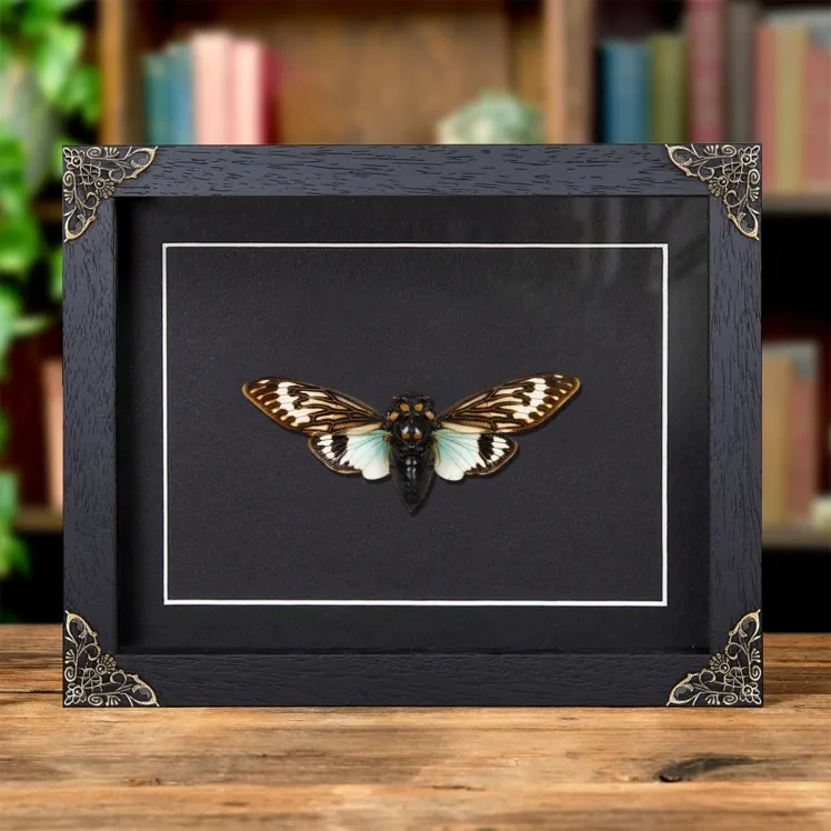 Blue Cicada In Baroque Style Frame (Distantalna splendida)
