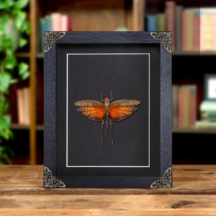 Giant Grasshopper In Baroque Style Frame (Tropidacris dux)