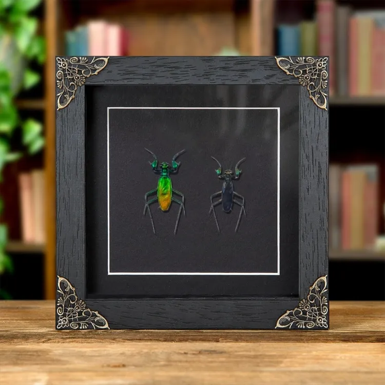 Metallic Praying Mantis Pair In Baroque Style Frame (Metallyticus splendidus)