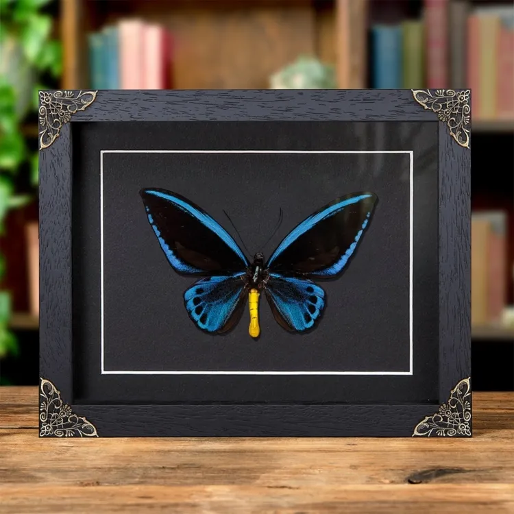 Ornithoptère bleu de Priam dans un cadre de style baroque (Ornithoptera priamus urvillianus)