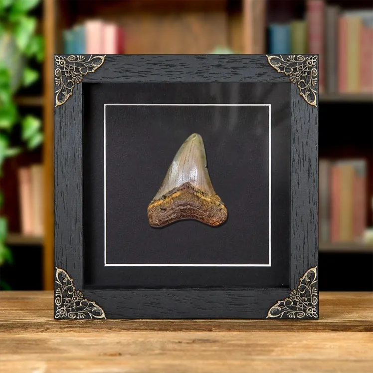 3 Inch Megalodon Shark Tooth Fossil in Baroque Frame (Carcharodon megalodon)