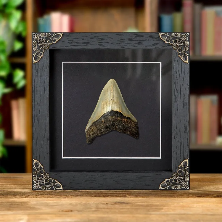 <strong>3 inch Megalodon Shark Tooth Fossil in Baroque Frame (Carcharodon megalodon)</strong><br>Price: £89.99<br>Frame size: 6 x 6 Baroque 3 inch Megalodon Shark Tooth Fossil in Baroque Frame (Carcharodon megalodon)