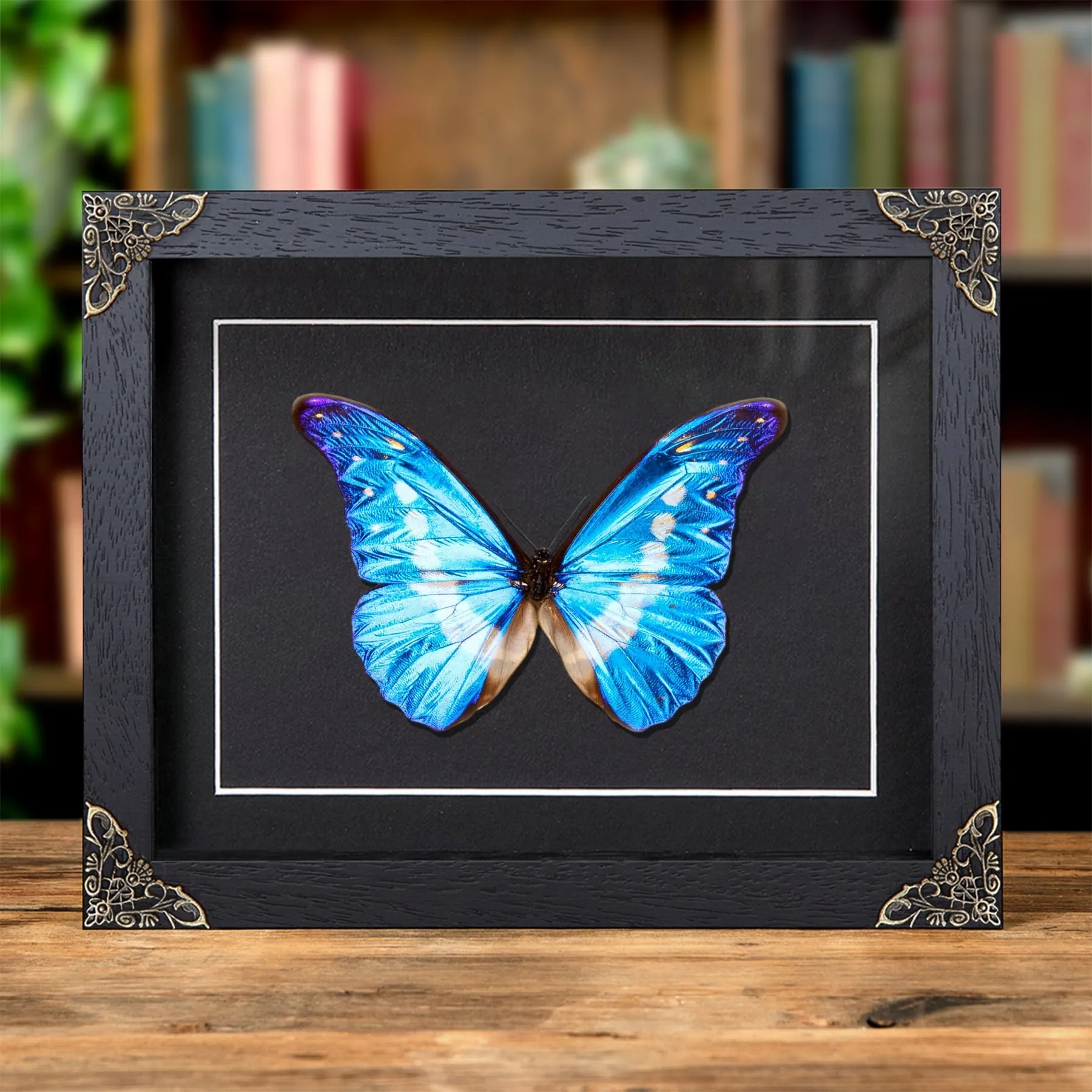 Helena Morpho Butterfly In Baroque Style Frame (Morpho rhetenor helena) Minibeast Helena Morpho Butterfly In Baroque Style Frame (Morpho rhetenor helena)