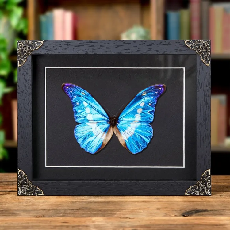 Helena Morpho Butterfly In Baroque Style Frame (Morpho rhetenor helena)