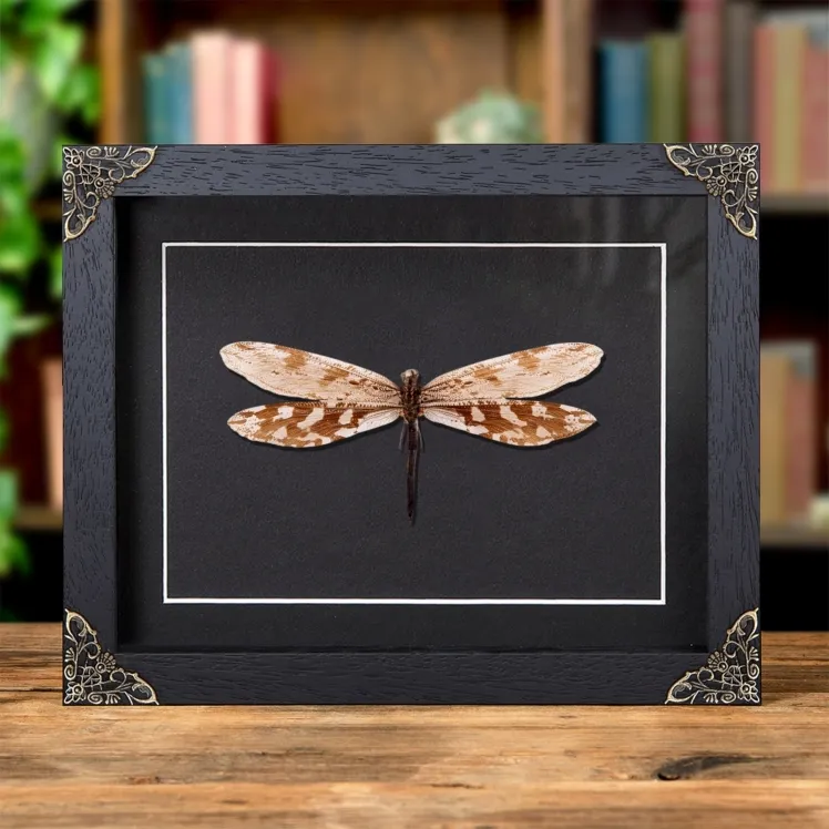 Giant Antlion In Baroque Style Frame (Palpares sp.)