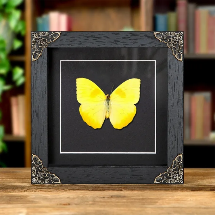 Orange-barred Sulphur Butterfly In Baroque Style Frame (Phoebis philea)