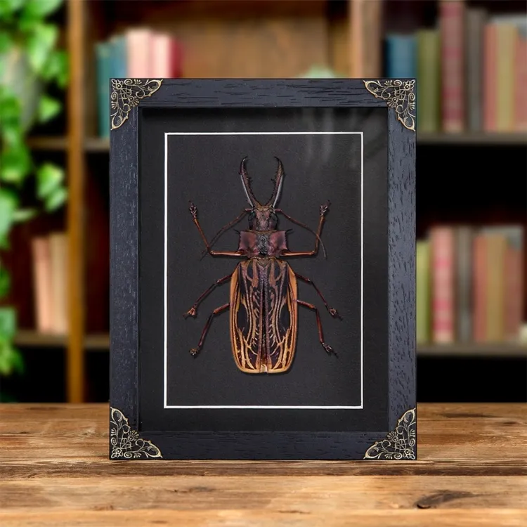 XL Sabertooth Longhorn Beetle In Baroque Style Frame (Macrodontia cervicornis)