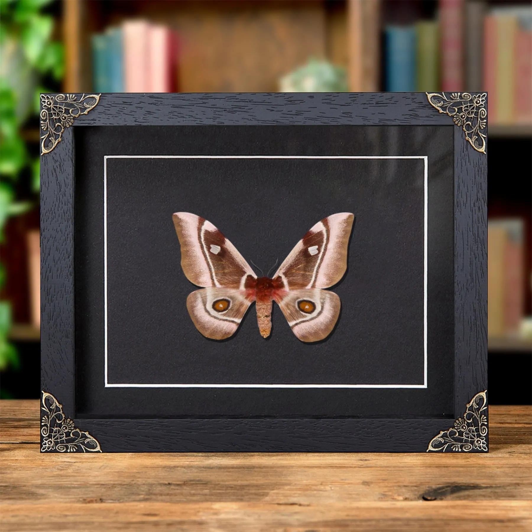Minibeast Madagascar Emperor moth In Baroque Style Frame (Bunaea aslauga)