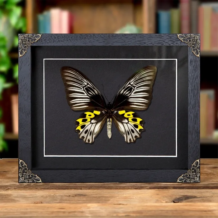 Papillon Femelle Rippons dans un Cadre de Style Baroque (Troides hypolitus)