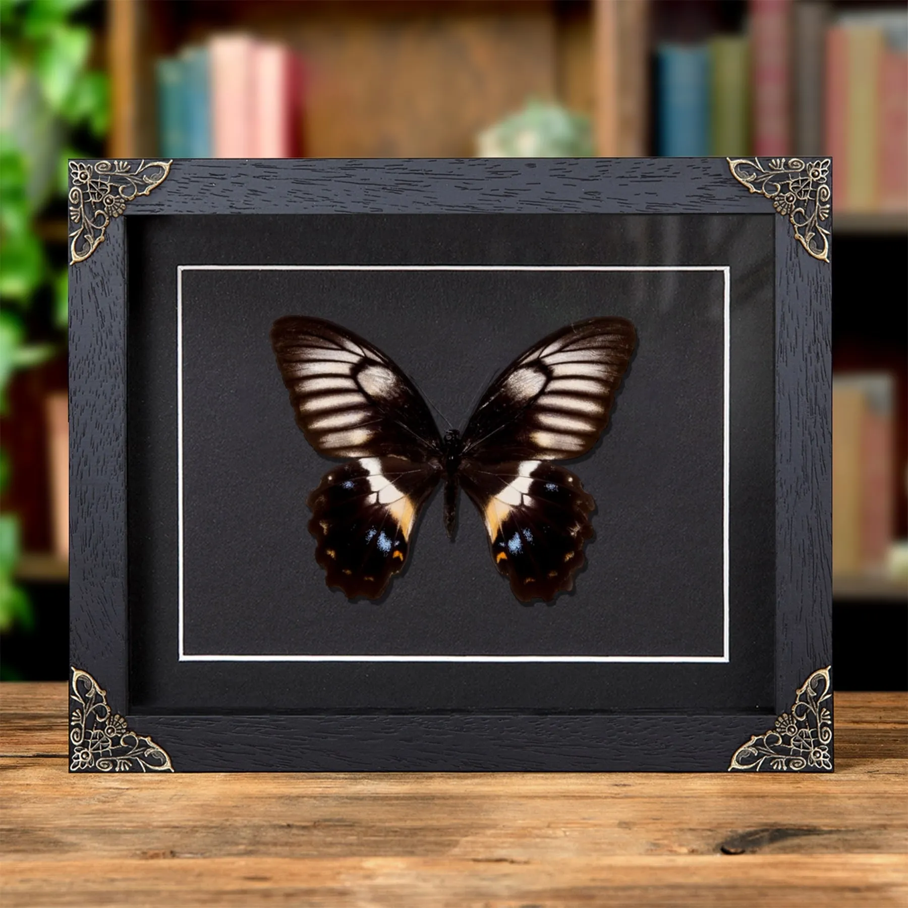 Female Swallowtail Butterfly In Baroque Style Frame (Papilio gambrisius buruanus) Minibeast Female Swallowtail Butterfly In Baroque Style Frame (Papilio gambrisius buruanus)