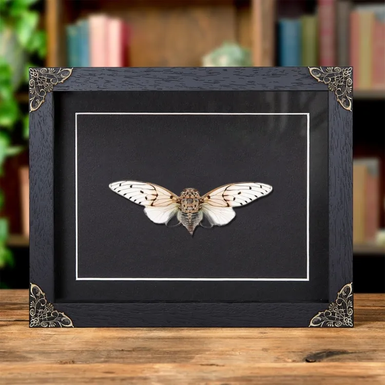White Ghost Cicada In Baroque Style Frame (Ayuthia spectabilis)