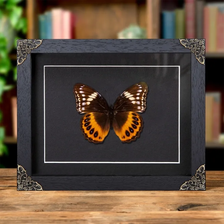 Female Eight-spot Diadem In Baroque Style Frame (Hypolimnas pandarus)