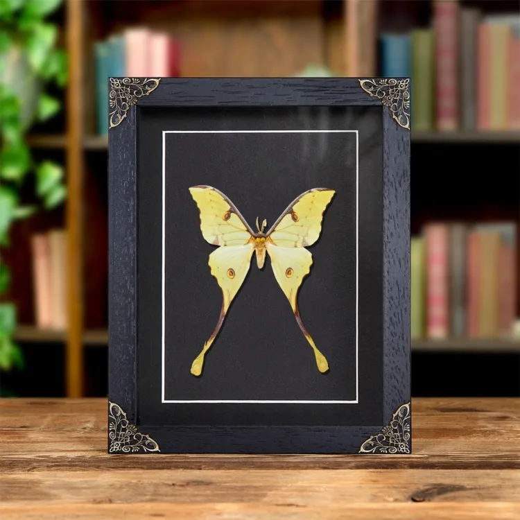 African Moon Moth In Baroque Style Frame (Argema mimosae)