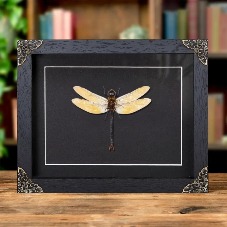 Dragonfly In Baroque Style Frame (Anax sp)