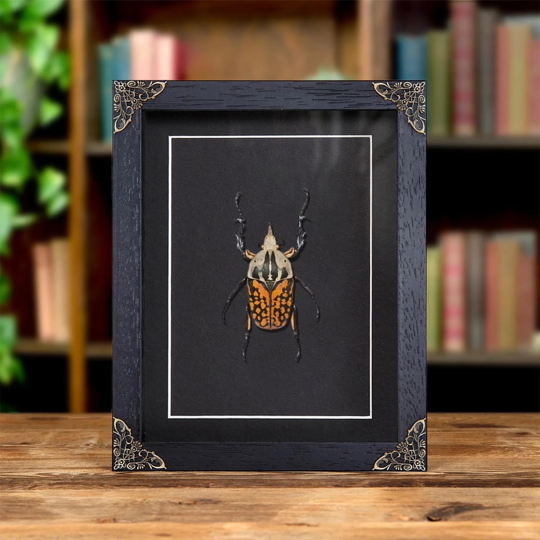 XL African Flower Beetle In Baroque Style Frame (Mecynorrhina oberthuri decorata) Minibeast XL African Flower Beetle In Baroque Style Frame (Mecynorrhina oberthuri decorata)