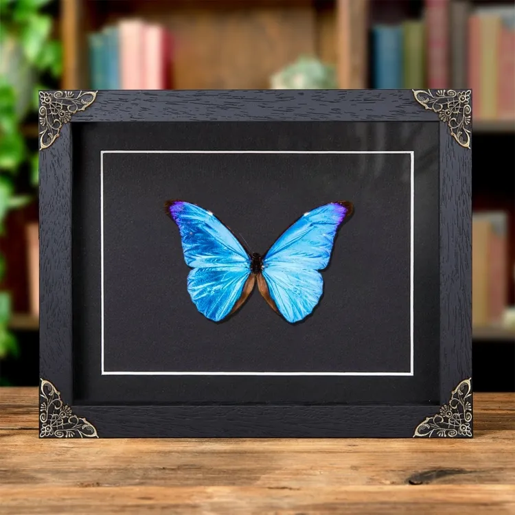 Rhetenor Blue Morpho Butterfly In Baroque Style Frame (Morpho rhetenor cacica)