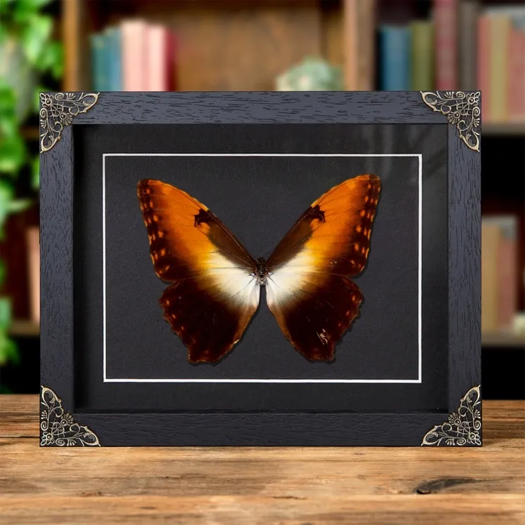 Sunset Morpho Butterfly In Baroque Style Frame (Morpho hecuba obidona)