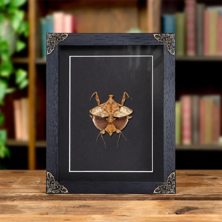 Dead Leaf Mantis In Baroque Style Frame (Deroplatys lobata)