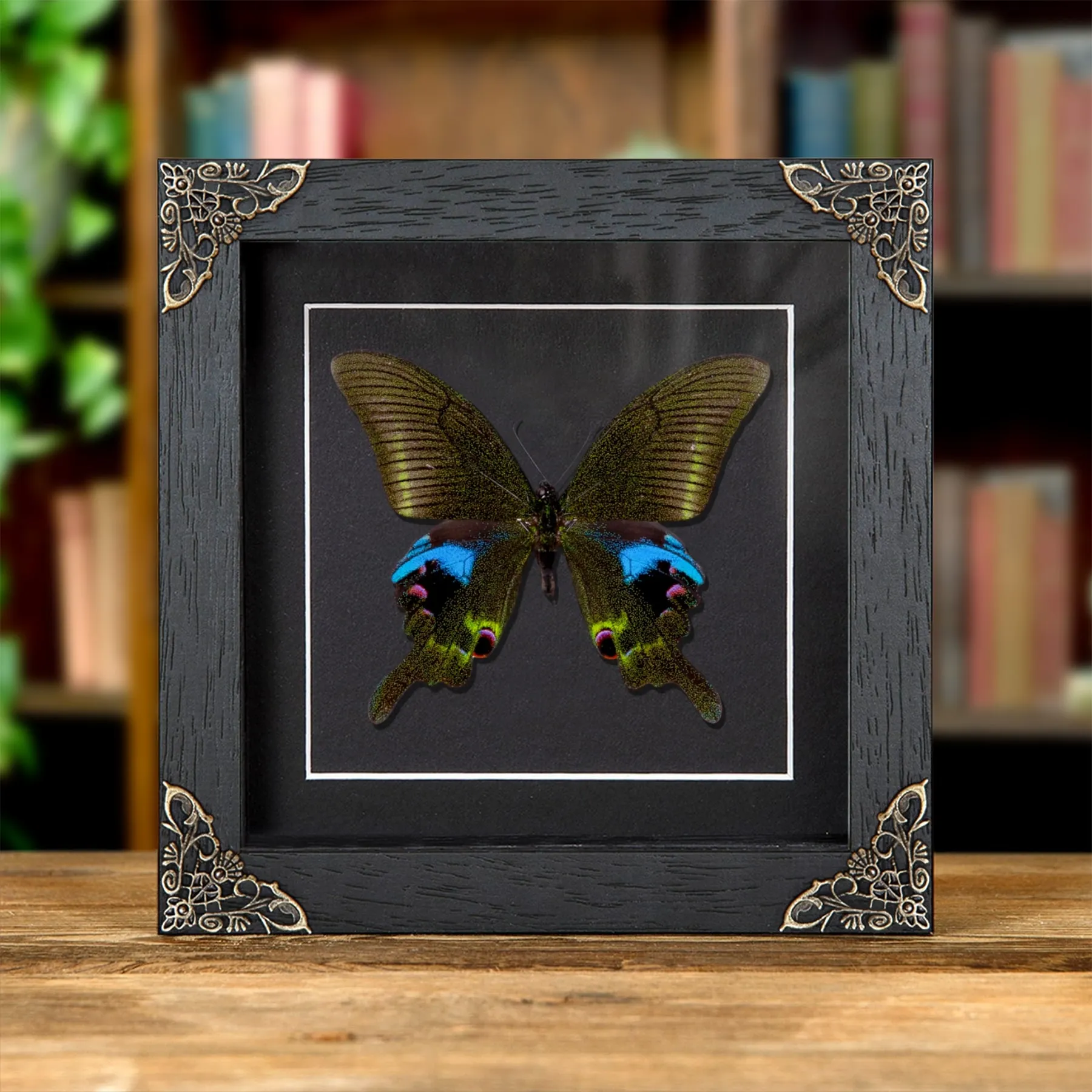 Minibeast De Blauwe Pauwvlinder in Barokstijl Lijst (Papilio arcturus)