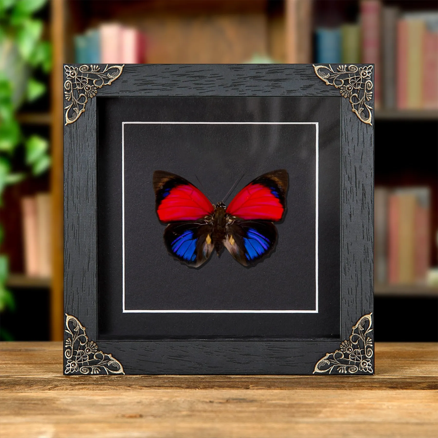 Minibeast Papillon Claudina Agrias dans un Cadre Baroque (Agrias claudina)