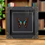 Minibeast Tropical Blue Swallowtail Butterfly In Baroque Style Frame (Graphium stresemanni)
