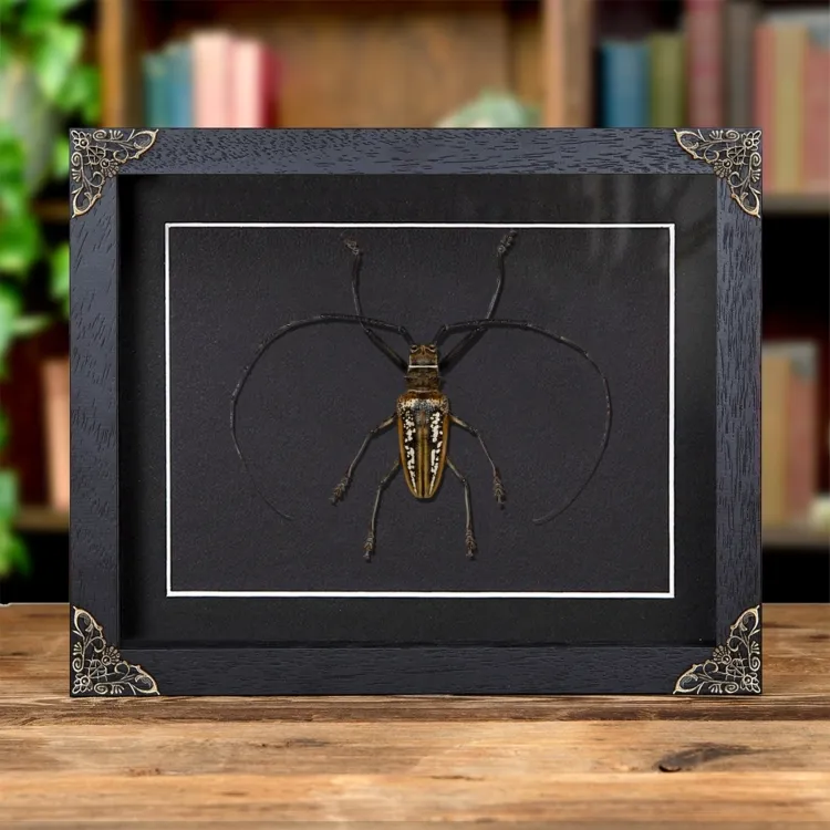 <strong>Wallace's Long-horn Beetle In Baroque Style Frame (Batocera wallacei)</strong><br>Price: £52.99<br>Frame size: 10 x 8 Baroque Wallace's Long-horn Beetle In Baroque Style Frame (Batocera wallacei)
