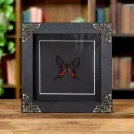 Minibeast Glass-wing Butterfly In Baroque Style Frame (Chorinea sylphina)