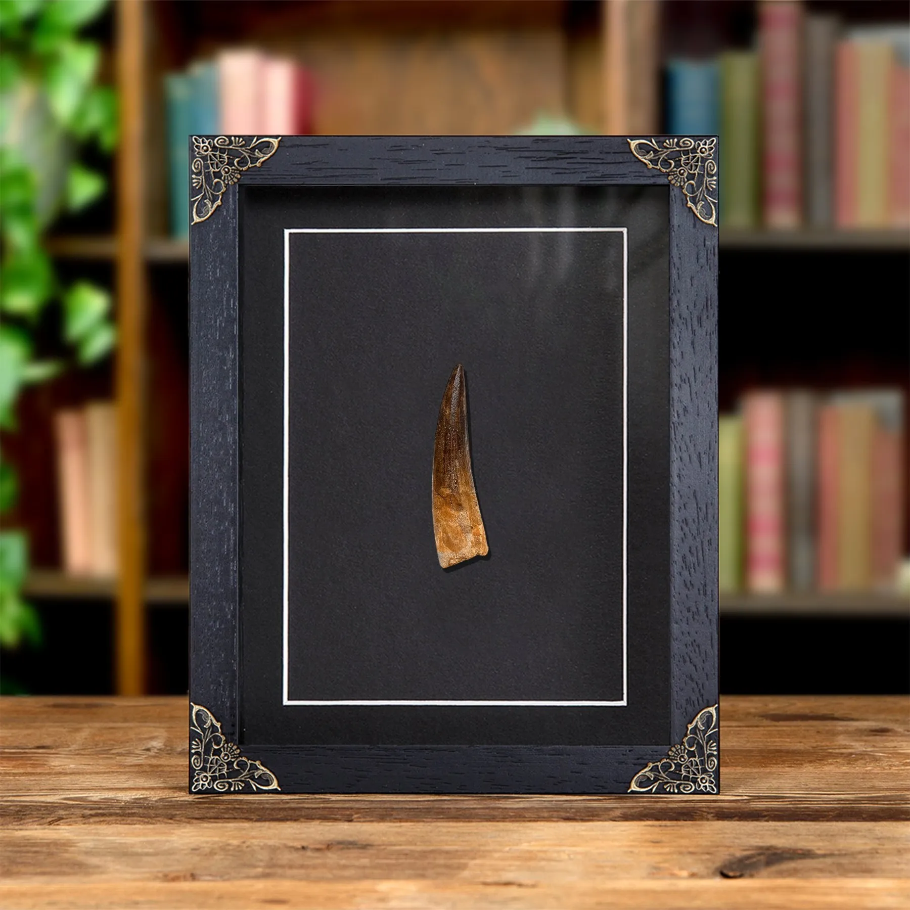 Minibeast Large Spinosaurus Dinosaur Tooth Fossil in Baroque Frame (Spinosaurus aegyptiacus)