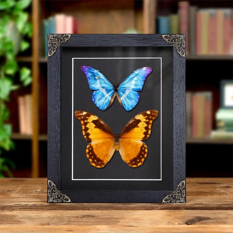Helena Morpho Butterfly Male & Female Pair In Baroque Style Frame (Morpho rhetenor helena)