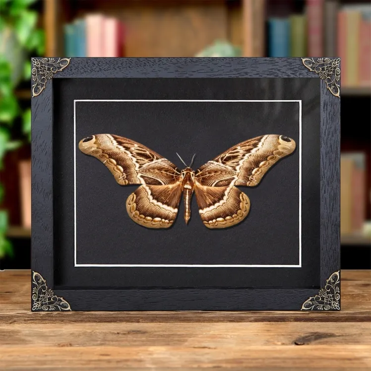 Dactyloceras lucina Moth in Baroque Style Frame From Africa