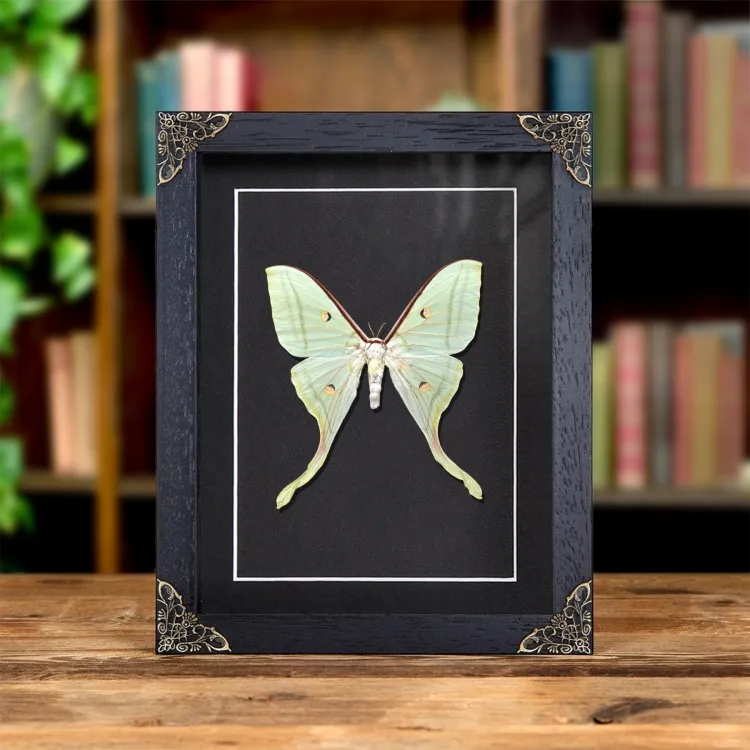 Female Indian Moon Moth In Baroque Style Frame (Actias selene)