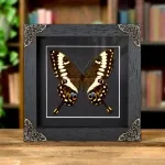 Minibeast Emperor Swallowtail In Baroque Style Frame (Papilio ophidicephalus)