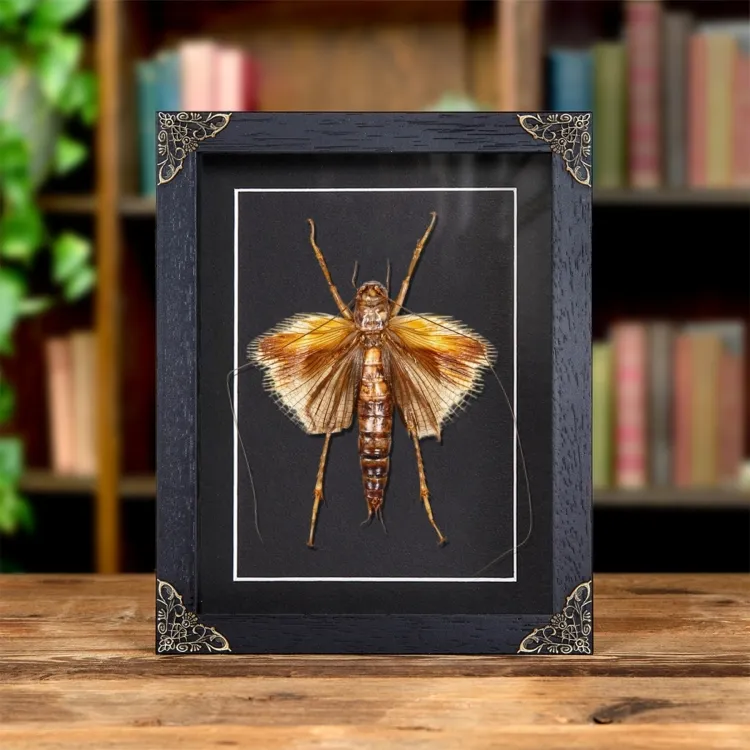 Rare Monster Predatory Obake Raspy Cricket In Baroque Style Frame (Sia ferox)