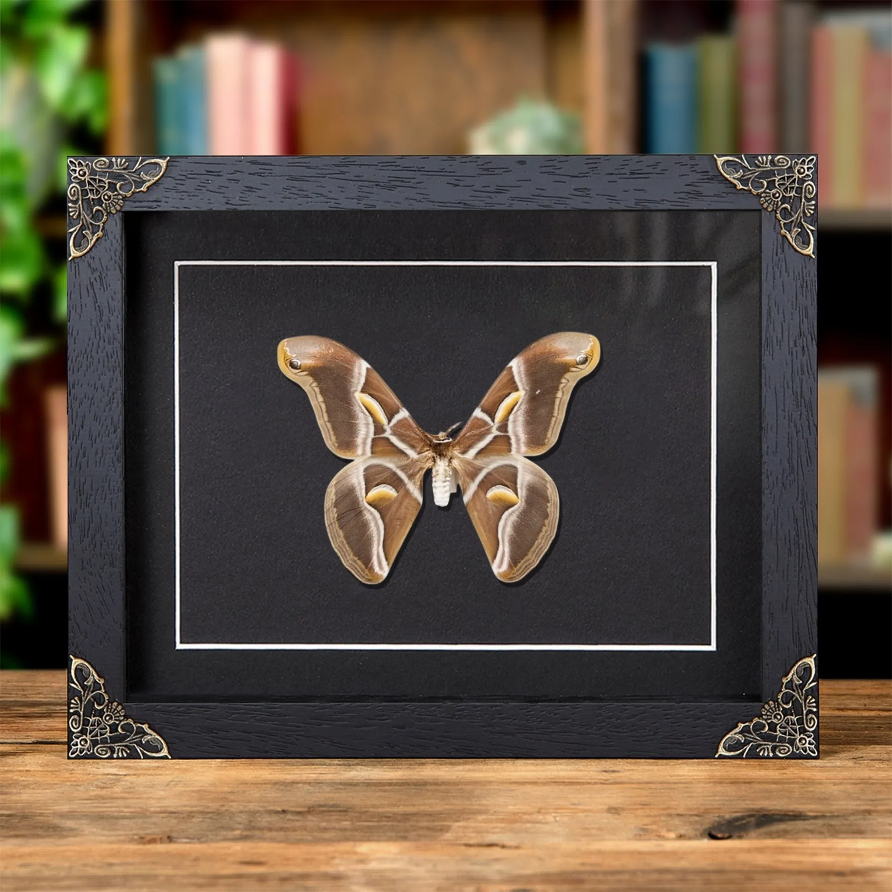 Minibeast Papillon de Soie Ailanthus dans un Cadre de Style Baroque (Samia cynthia)