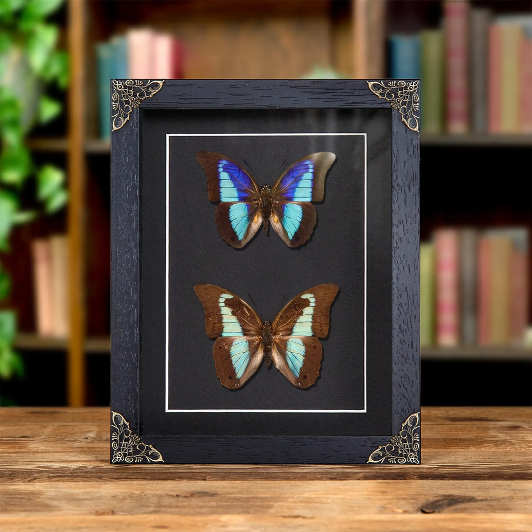 Minibeast Mariposa Leafwing Azul Sombreado Macho y Pareja hembra en Marco Estilo Barroco (Prepona Laertes octavia)