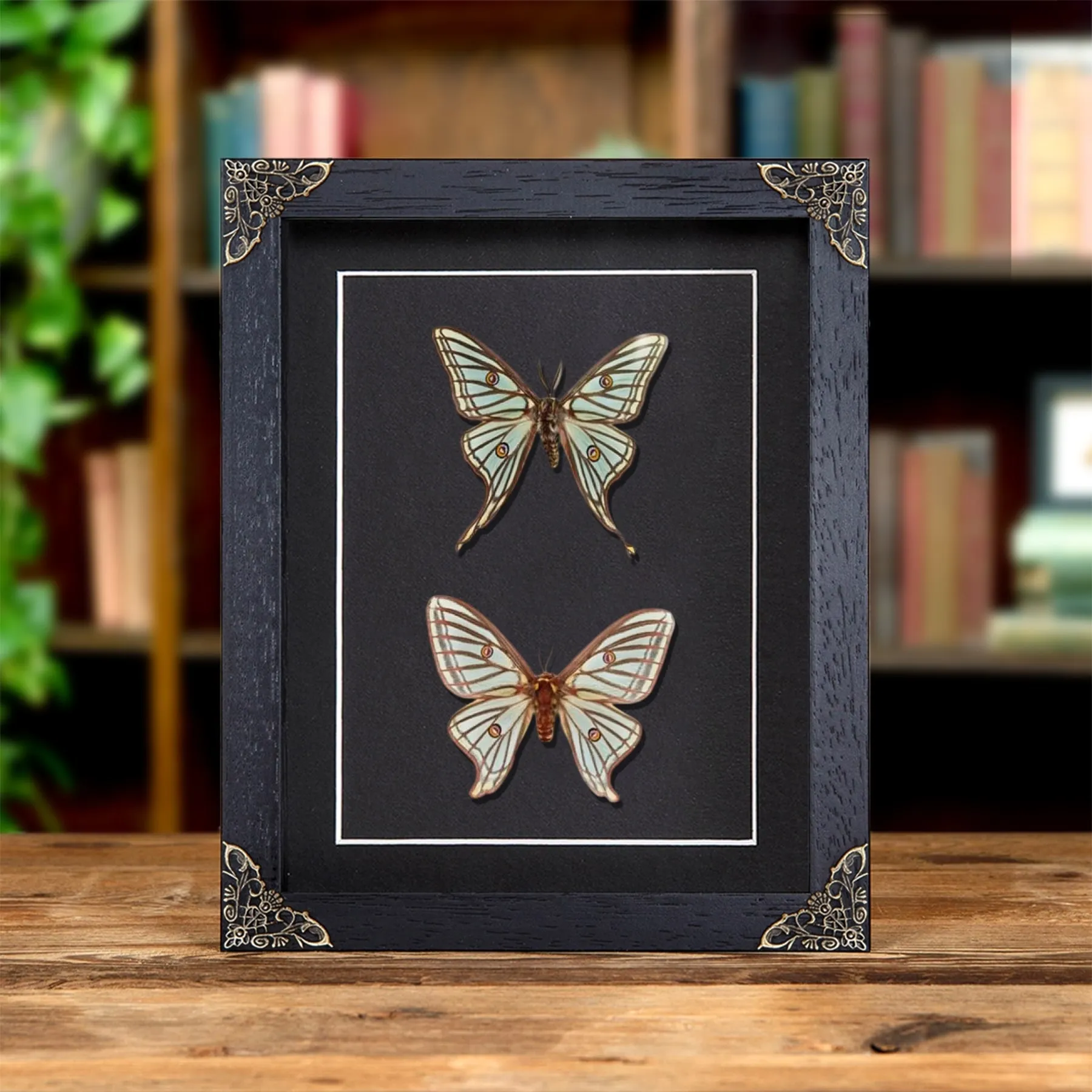 Spanish Moon Moth Male & Female Pair In Baroque Style Frame (Graellsia isabellae) Minibeast Spanish Moon Moth Male & Female Pair In Baroque Style Frame (Graellsia isabellae)