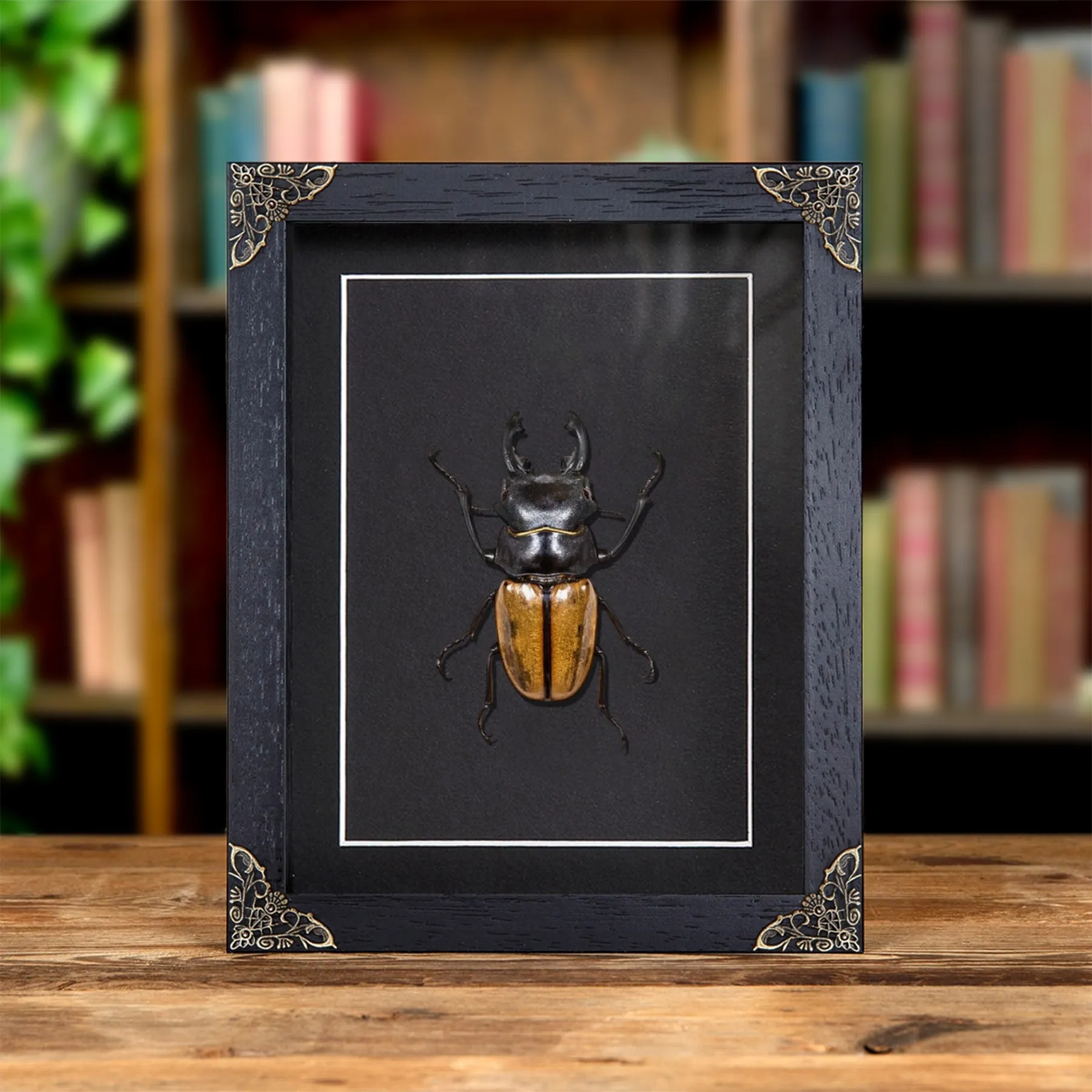 Minibeast ScarabéE Cerf-Volant dans un Cadre de Style Baroque (Odontolabis castelnaudi)