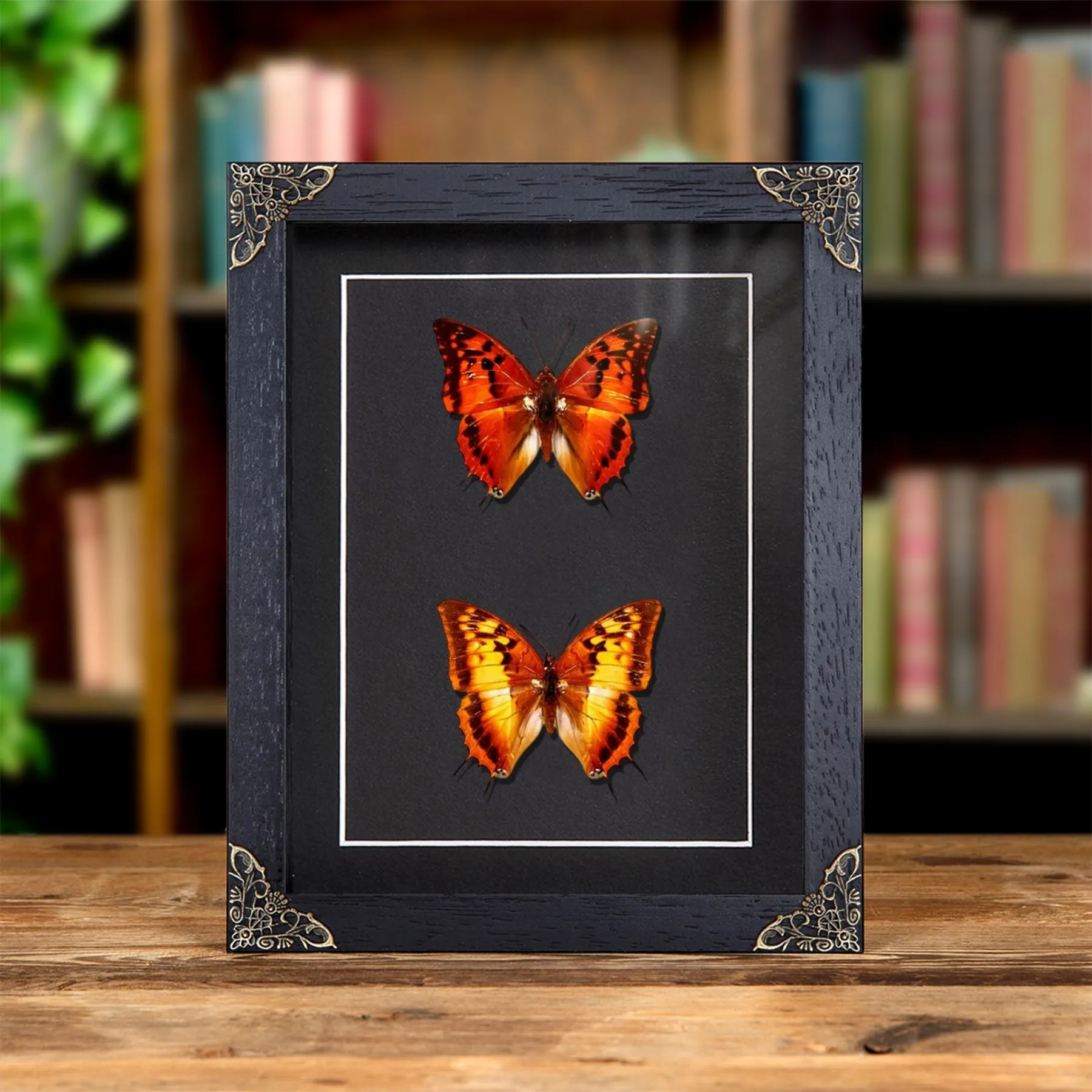 Minibeast Ασημένια-Ριγέ Charaxes Πεταλούδα Άρσενικοί και Θηλυκοί Ζευγάρι σε Μπαρόκ Στυλ Κορνίζα (Charaxes lasti)