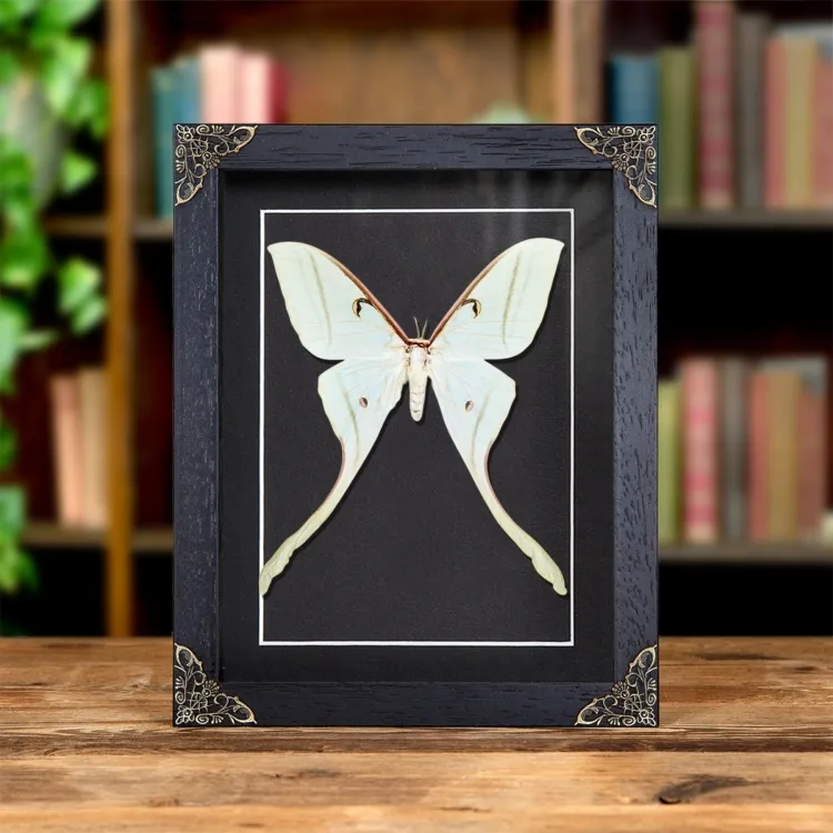 Female Spirit Moth In Baroque Style Frame (Actias rhodopneuma)