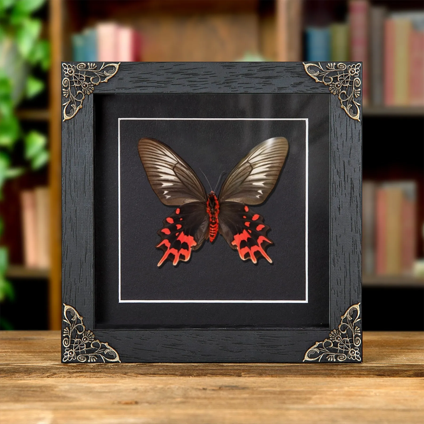 Female Black Ballerina Butterfly Ventral Side In Baroque Style Frame (Atrophaneura semperi) Minibeast Female Black Ballerina Butterfly Ventral Side In Baroque Style Frame (Atrophaneura semperi)